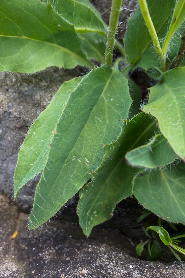 Hieracium in crinale appenninico